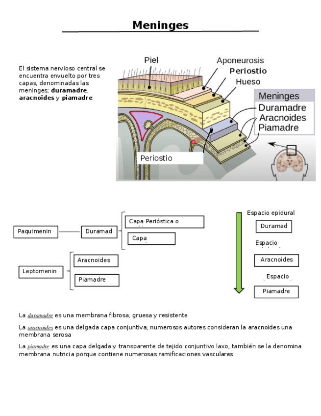 Miniatura del documento Meninges.docx