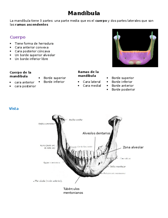Miniatura del documento Mandibula.docx