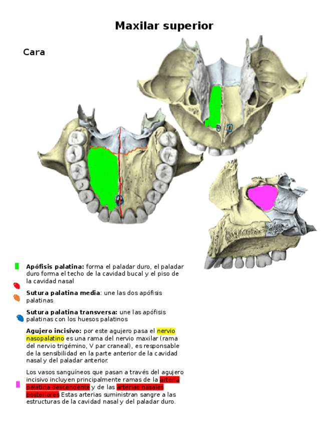 Miniatura del documento Maxilar-superior.docx