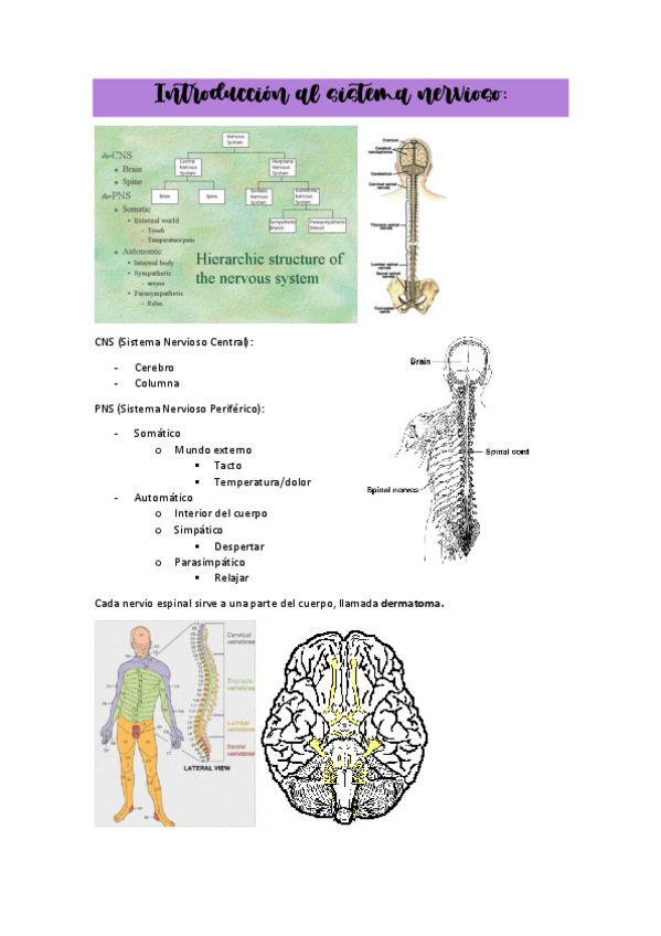 Miniatura del documento TEMA6instroduccionsistemanervioso.pdf