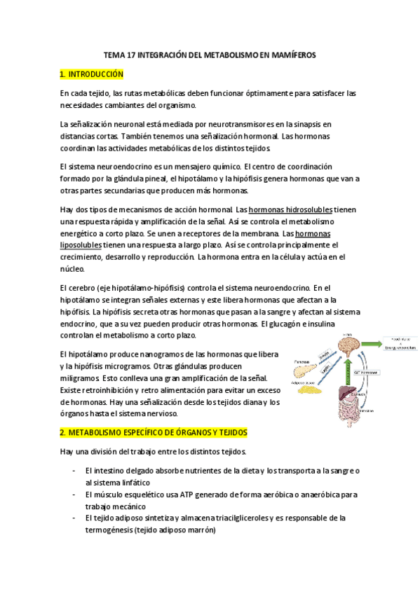 Miniatura del documento TEMA-17-INTEGRACION-DEL-METABOLISMO-EN-MAMIFEROS.pdf