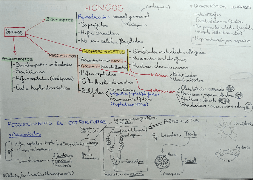 Miniatura del documento Apuntes-practicas-botanica.pdf