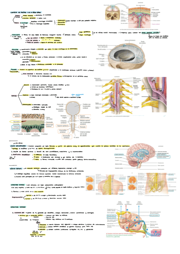 Miniatura del documento SNC.pdf