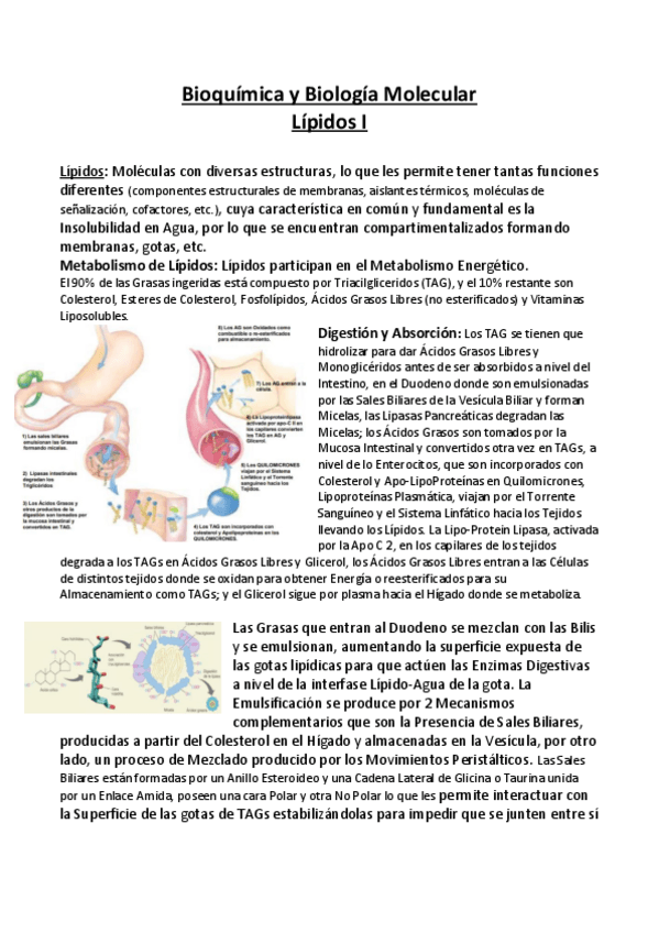 Miniatura del documento Bioquimica-y-Biologia-Molecular-APUNTES-7-Lipidos-I.pdf