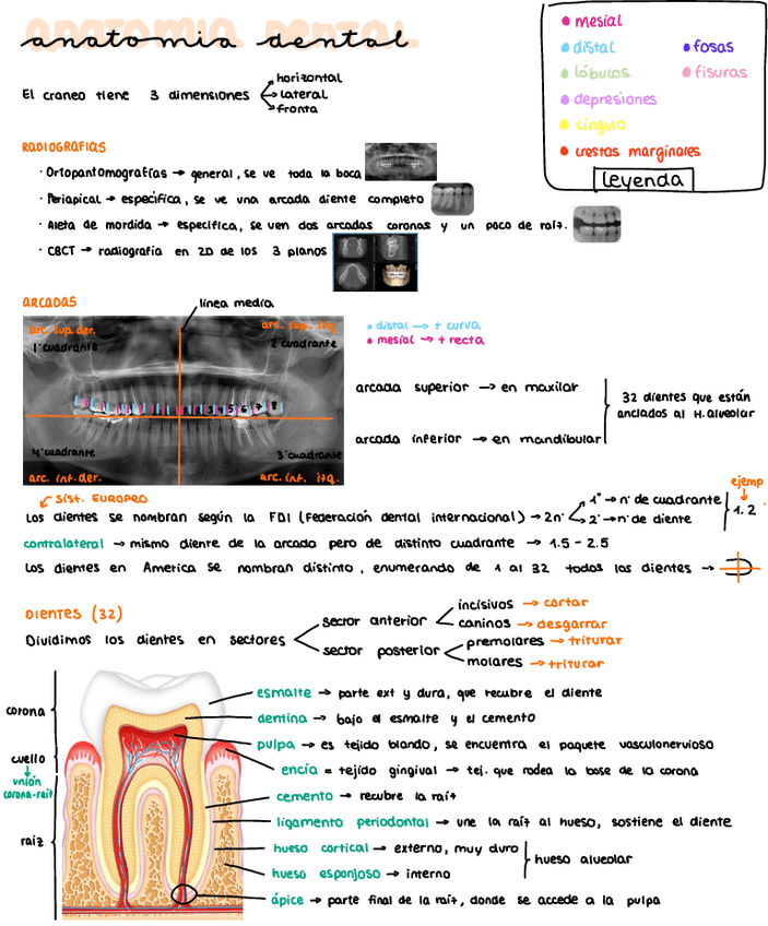 Miniatura del documento 2o-parcial-anatomia-II.pdf