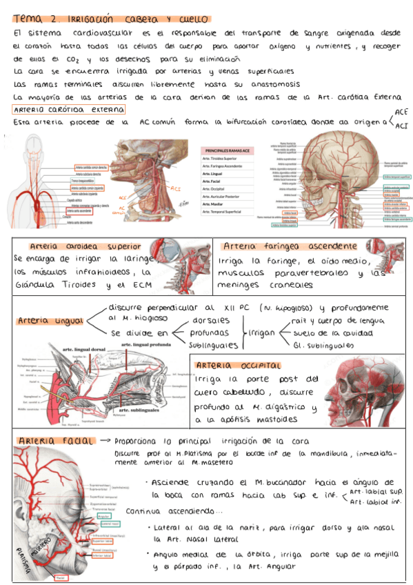 Miniatura del documento irrigacion-cabeza-y-cuello.pdf