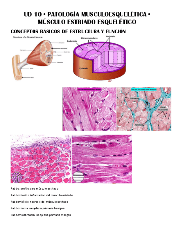 Miniatura del documento UD-10--Patologia-Musculoesqueletica.pdf