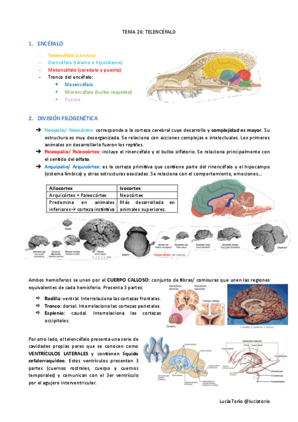 Miniatura del documento EyF-I-26-Telencefalo.pdf