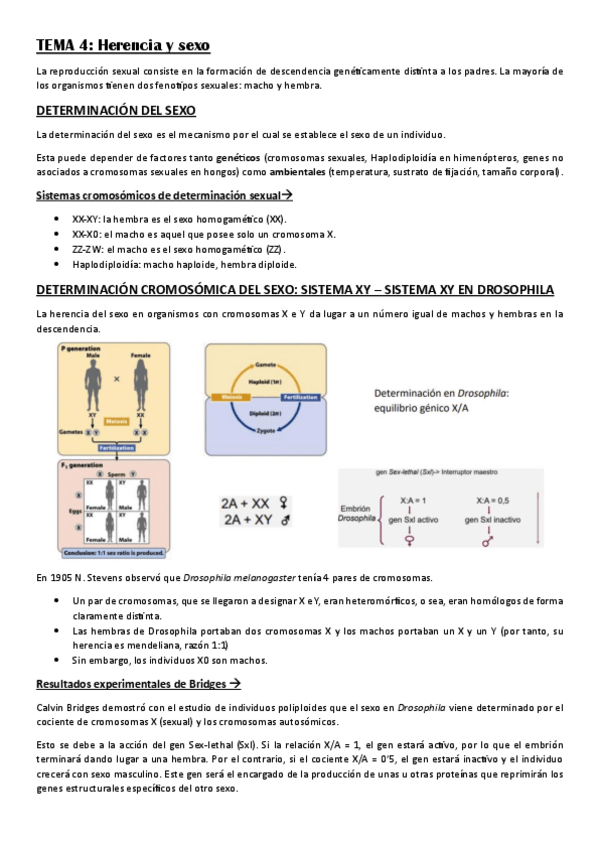 Miniatura del documento TEORIA-GENETICA-1o-CUATRI.pdf