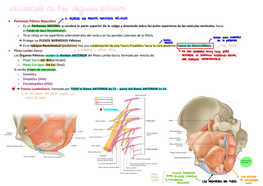 Miniatura del documento inervacion-de-los-organos-pelvicos-I.pdf