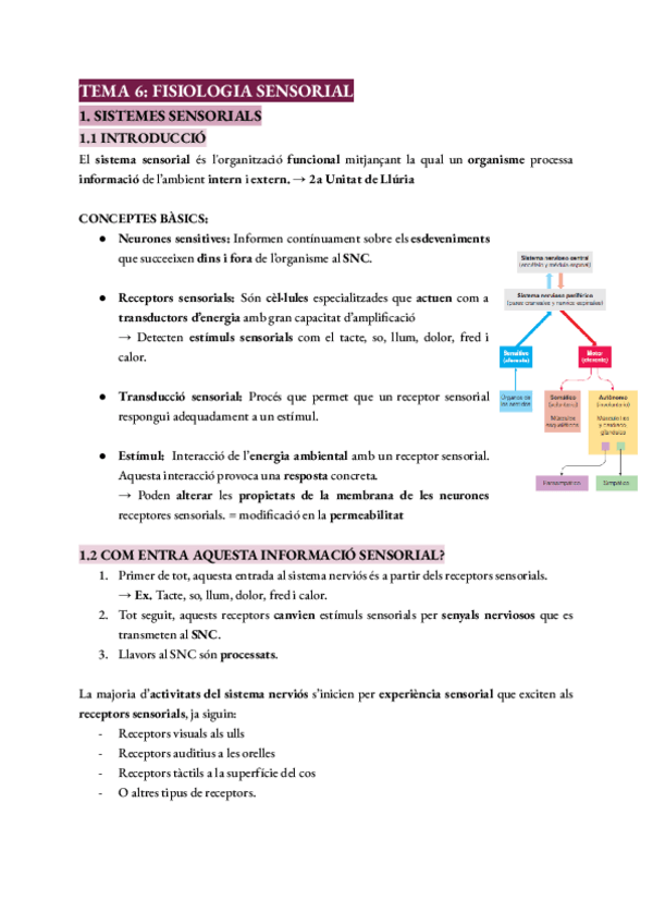 Miniatura del documento Tema-10-FISIOLOGIA-SENSORIAL.pdf