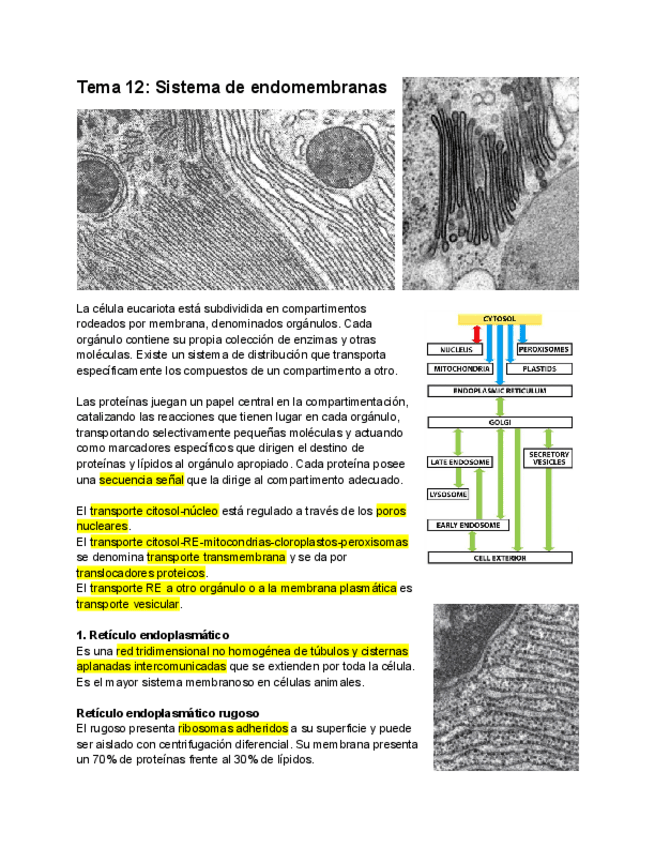 Miniatura del documento Tema-12-Sistema-de-endomembranas.pdf