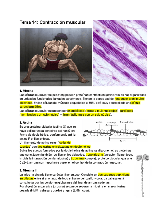 Miniatura del documento Tema-14-Contraccion-muscular.pdf