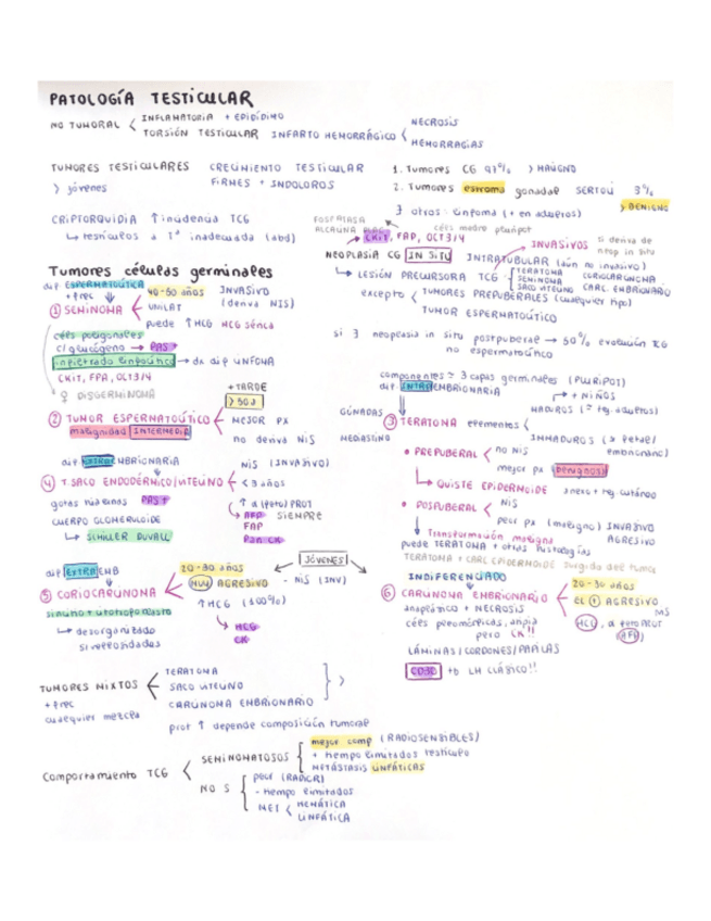 Miniatura del documento Patologia-testicular.pdf