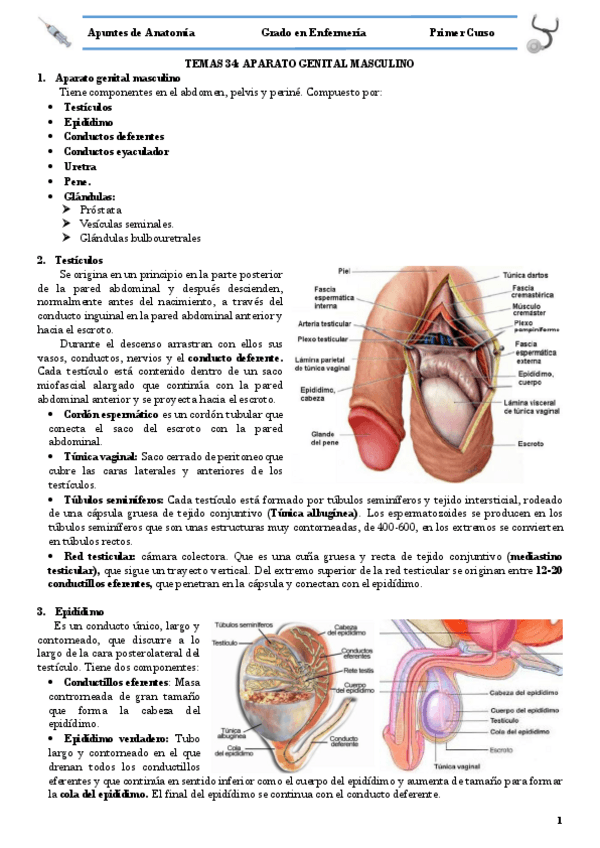 Miniatura del documento TEMA 34 APARATO GENITAL MASCULINO.pdf
