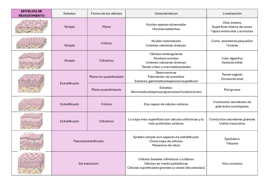 Miniatura del documento histologia-tablas-resumen-tejidos.pdf