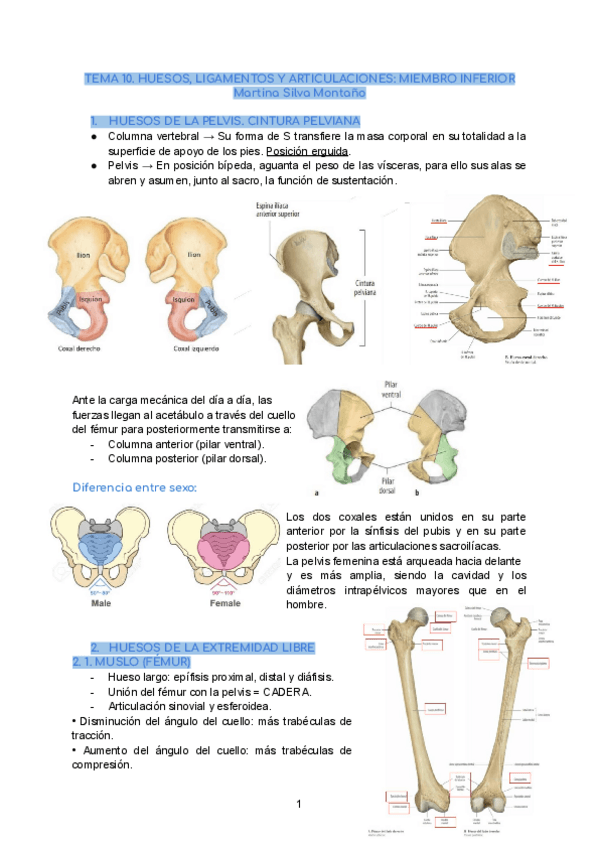 Miniatura del documento Tema-10.-Anatomia-General.pdf