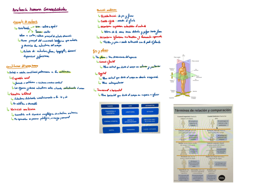 Miniatura del documento Anato-General.pdf
