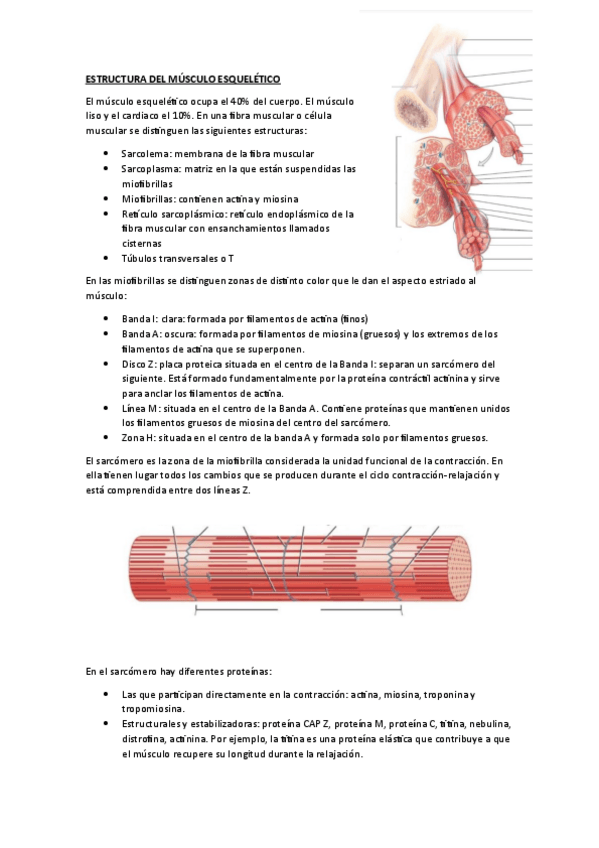 Miniatura del documento TEMA-1-Estructura-Del-Musculo-Esqueletico.pdf