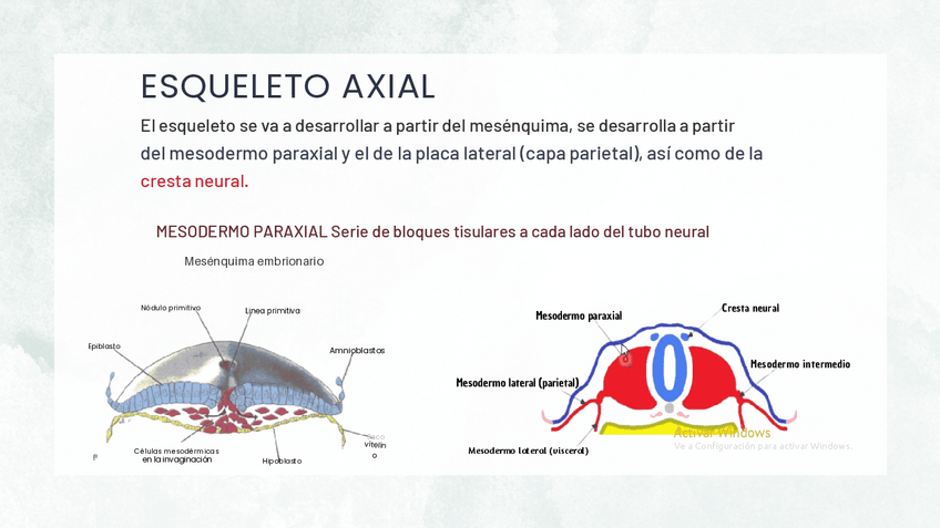 Miniatura del documento Esqueleto-Axial-Embriologia.pdf