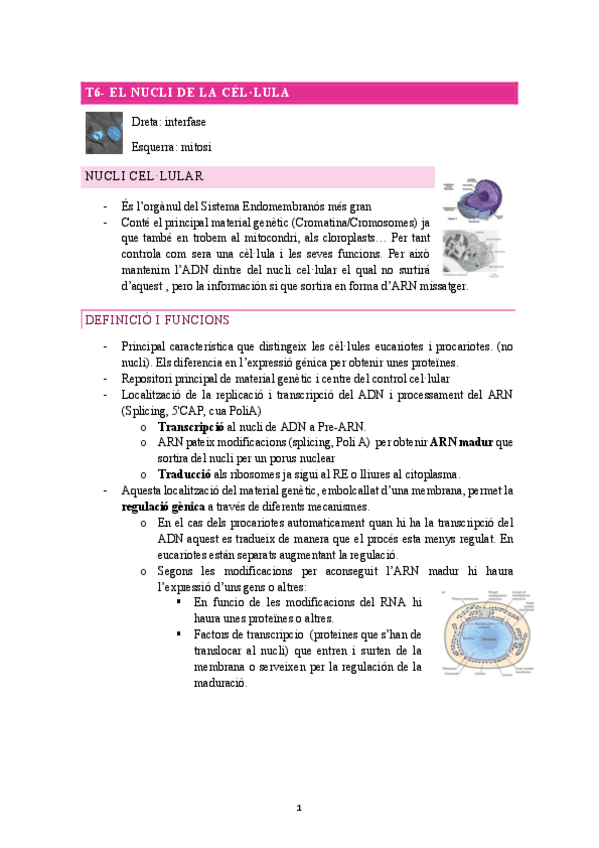 Miniatura del documento T6-El-nucli-de-la-cellula.pdf