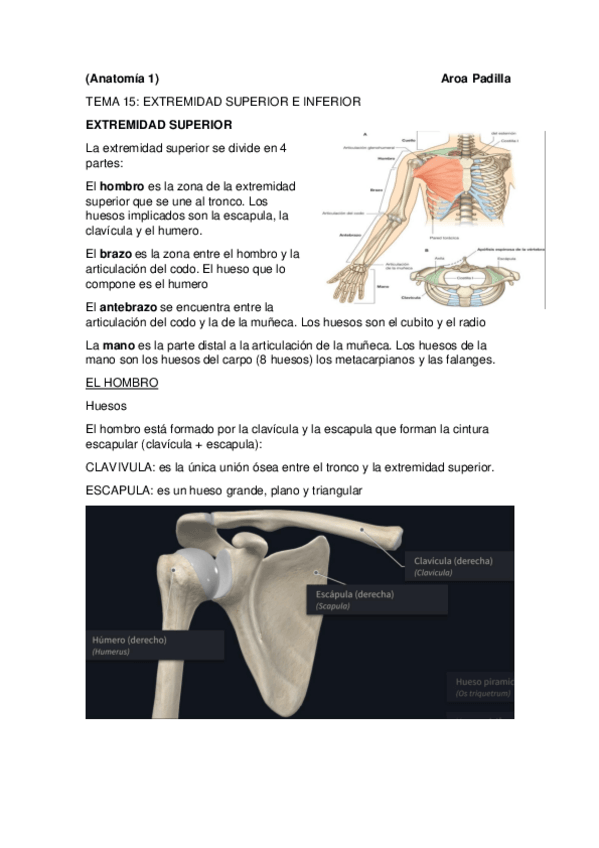 Miniatura del documento T15-EXTREMIDAD-SUPERIOR.pdf