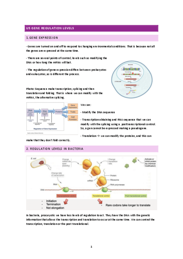 Miniatura del documento u5-levels-of-gene-expression-regulation.pdf