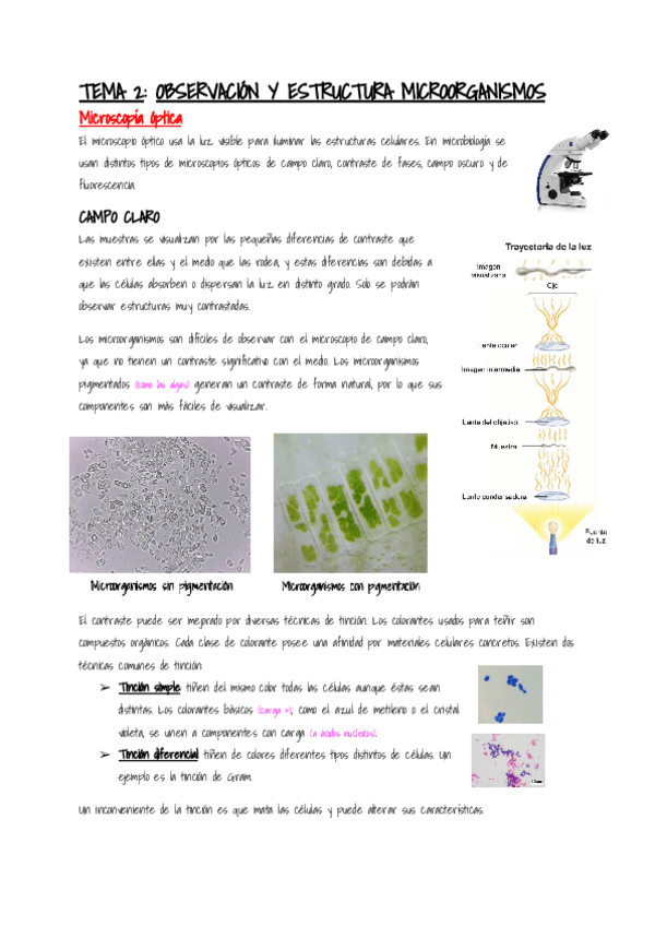Miniatura del documento Microbiologia-Tema-2.pdf