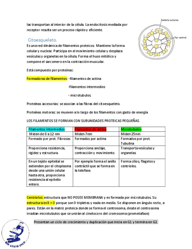 Miniatura del documento citoesqueleto.pdf