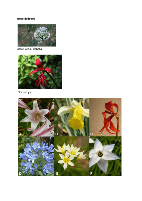 Miniatura del documento Imagenes-2-parcial.pdf