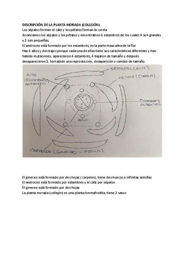 Miniatura del documento Practica-4-flores-Didactica-ciencias.pdf