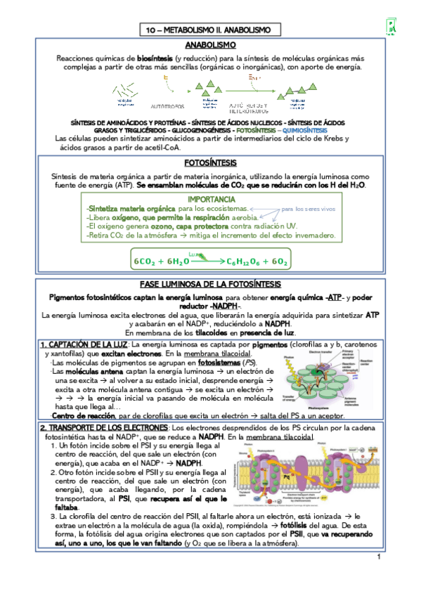 Miniatura del documento 10-Metabolismo-Anabolismo-Resumen.pdf