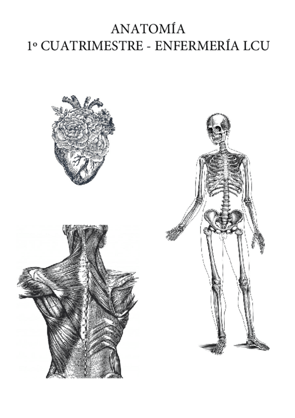 Miniatura del documento TEMARIO-COMPLETO-ANATOMIA-1.pdf