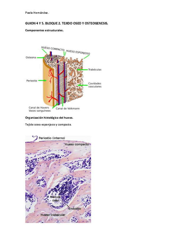 Miniatura del documento Guion-4-5-histologia.-Bloque-2.-imagenes.pdf