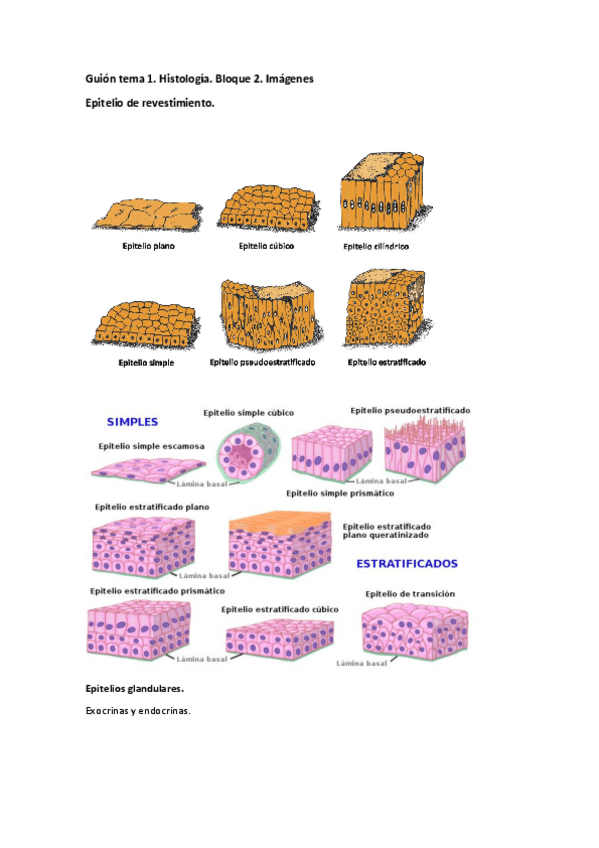 Miniatura del documento Guion-1-histologia.-Bloque-2-Imagenes.pdf