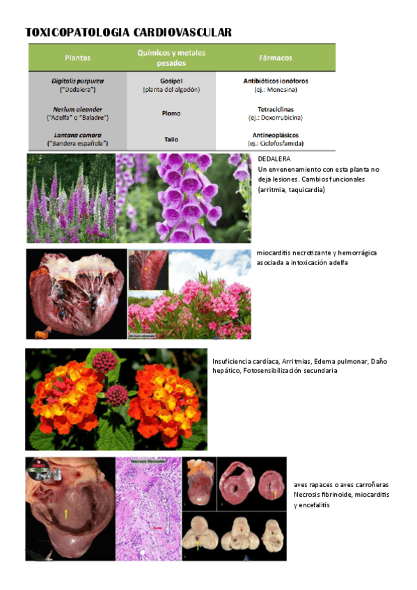Miniatura del documento TOXICOPATOLOGIA.pdf