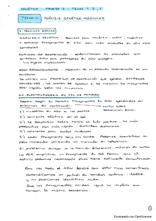 Miniatura del documento apuntes-bloque-II-genetica-tema-4-5-y-6.pdf