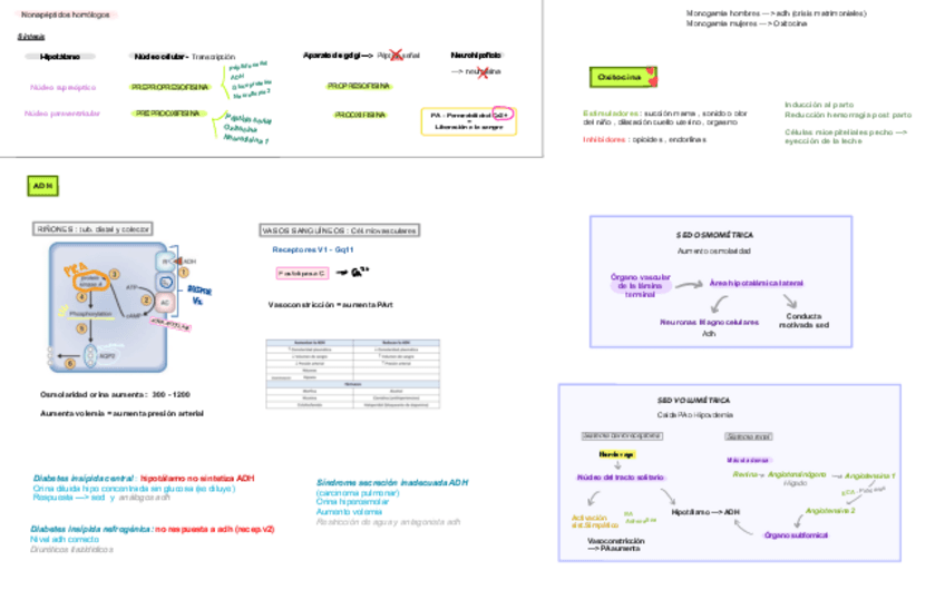 Miniatura del documento Neurohipofisis.pdf