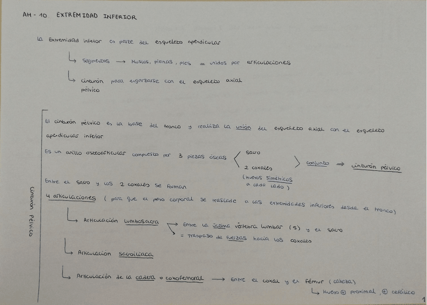 Miniatura del documento Anatomia-T-10-11.pdf