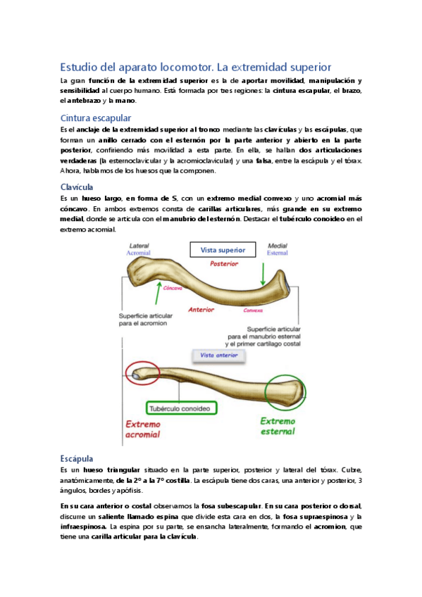Miniatura del documento Estudio-del-aparato-locomotor-Extremidad-superior.pdf