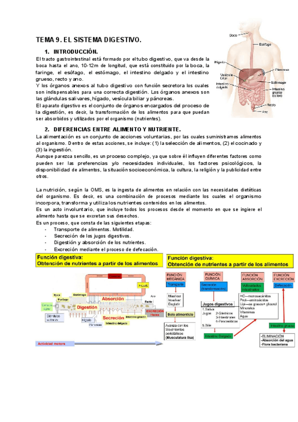 Miniatura del documento TEMA-9.-EL-SISTEMA-DIGESTIVO..pdf