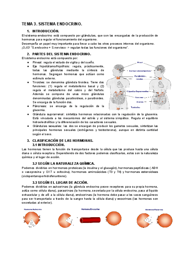 Miniatura del documento TEMA-3.-SISTEMA-ENDOCRINO..pdf