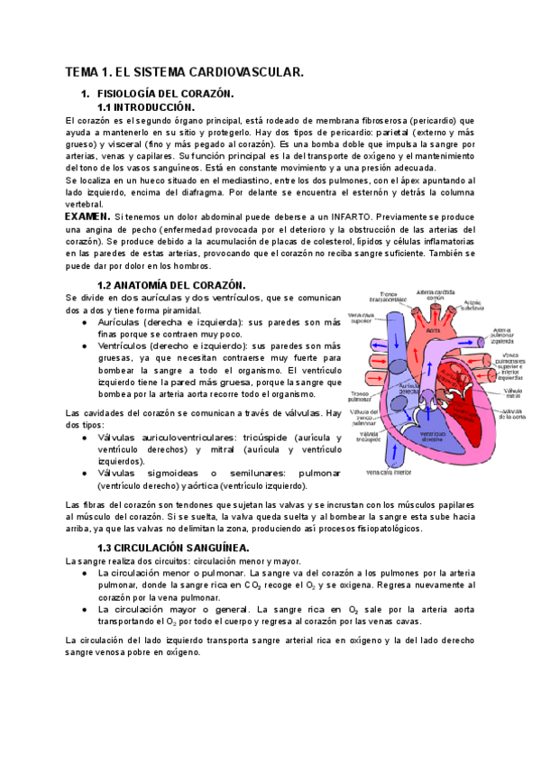Miniatura del documento TEMA-1.-EL-SISTEMA-CARDIOVASCULAR..pdf