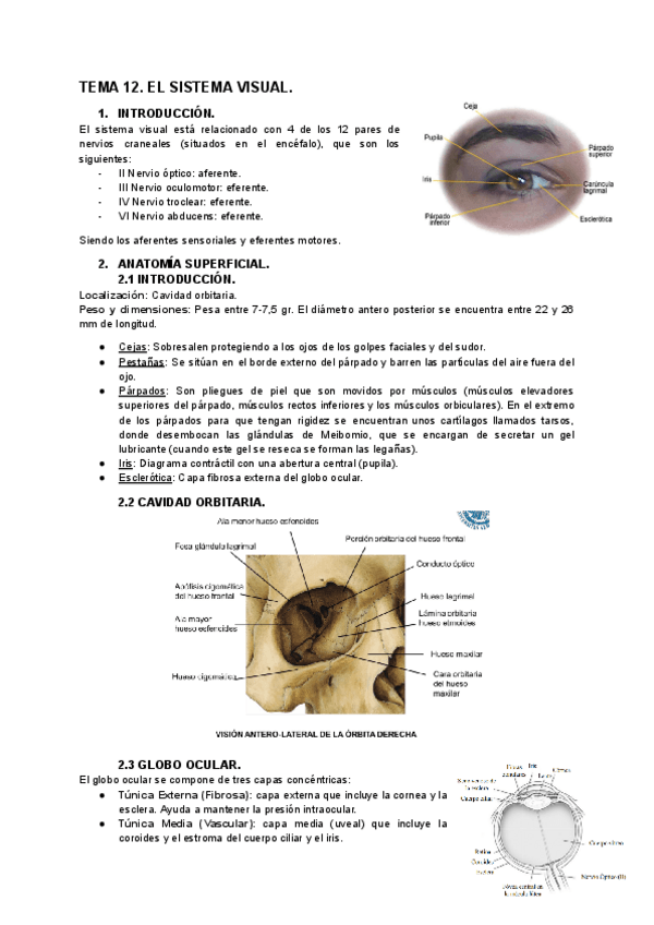 Miniatura del documento TEMA-12.-EL-SISTEMA-VISUAL..pdf