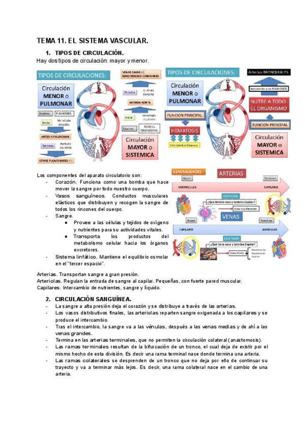 Miniatura del documento TEMA-11.-EL-SISTEMA-VASCULAR..pdf
