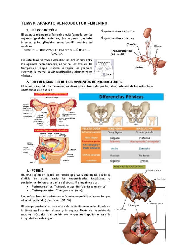 Miniatura del documento TEMA-8.-APARATO-REPRODUCTOR-FEMENINO..pdf