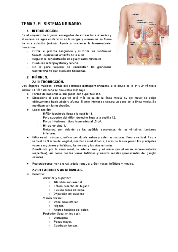 Miniatura del documento TEMA-7.-EL-SISTEMA-URINARIO.-1.pdf