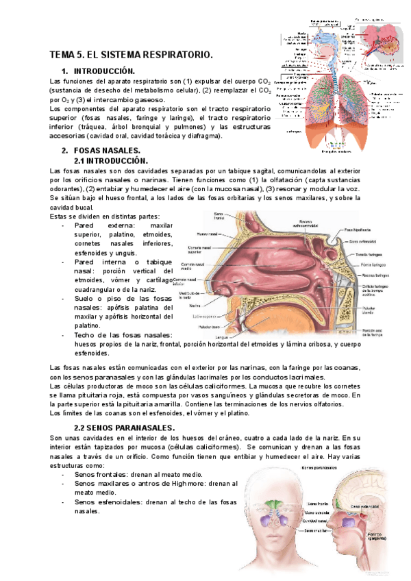 Miniatura del documento TEMA-5.-EL-SISTEMA-RESPIRATORIO.-1.pdf