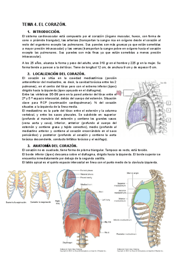 Miniatura del documento TEMA-4.-EL-CORAZON.-1.pdf