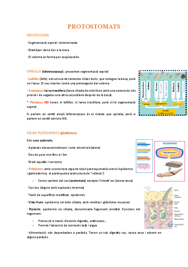 Miniatura del documento zoo-segon-parcial.pdf